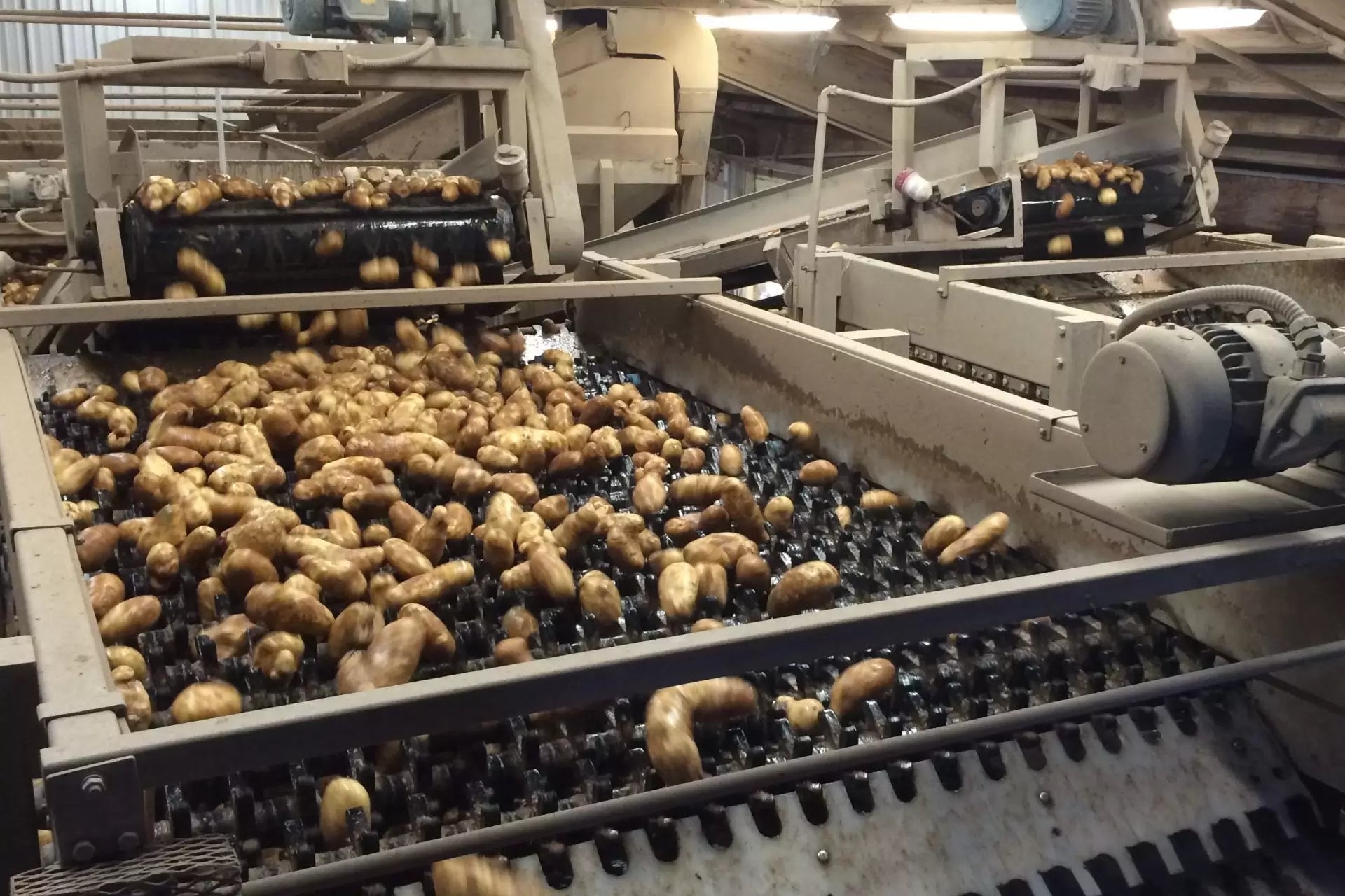 Modern food processing line with stainless steel conveyors and controlled lighting.