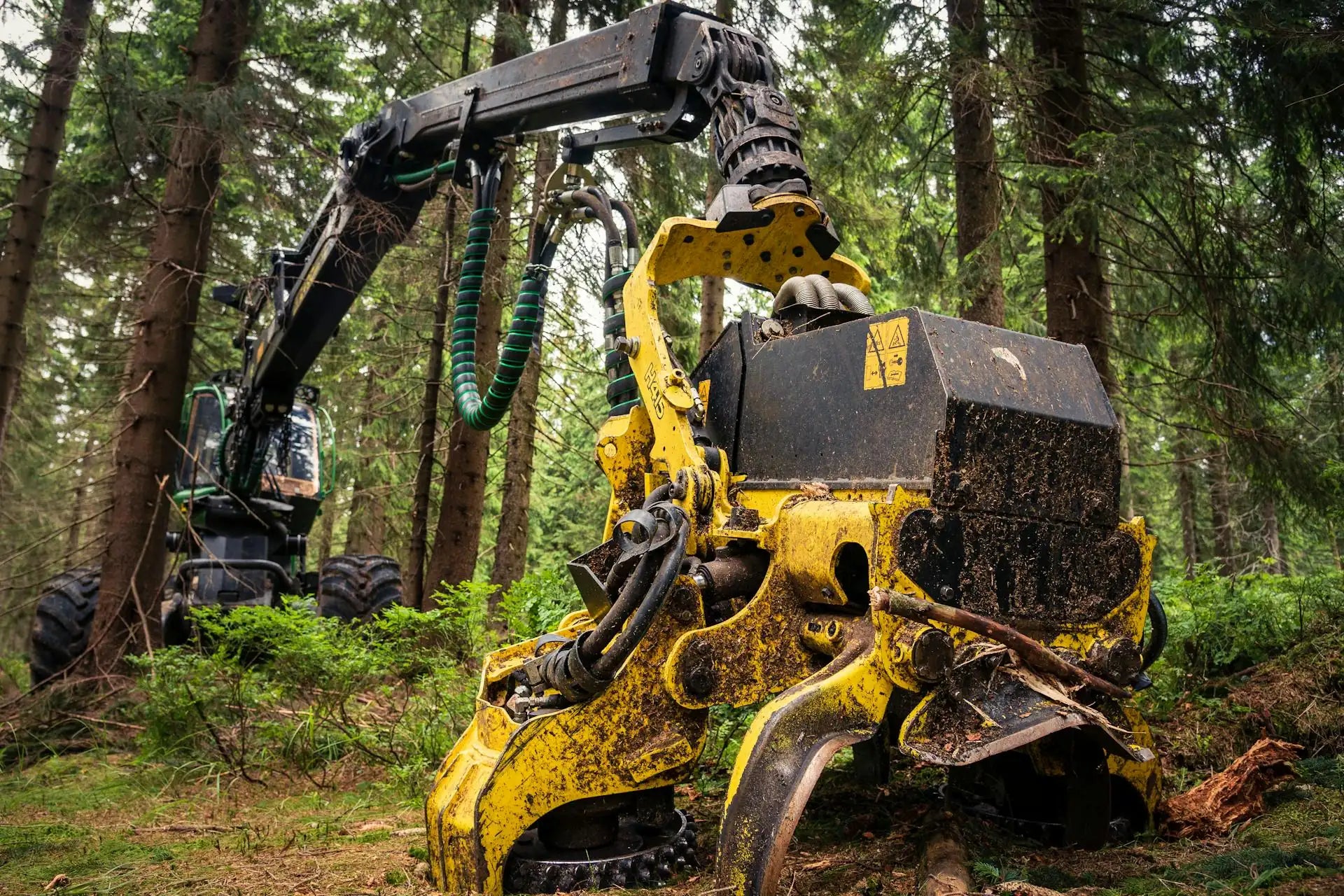 Tracked forestry harvester with a processing head working among standing timber.